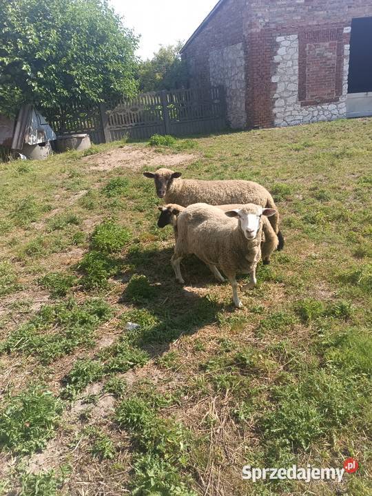 Baranki owce Owce Kolonia Lipnik