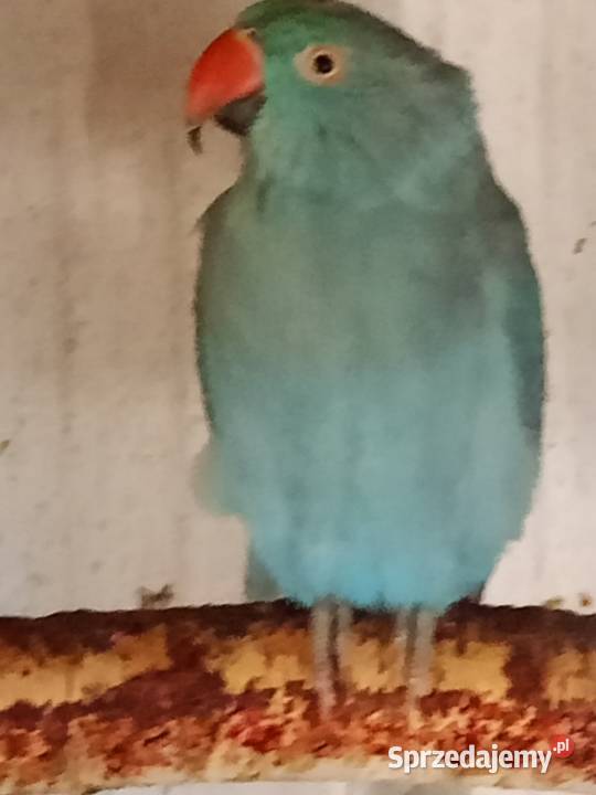 Aleksandretta samica Strzelce Opolskie