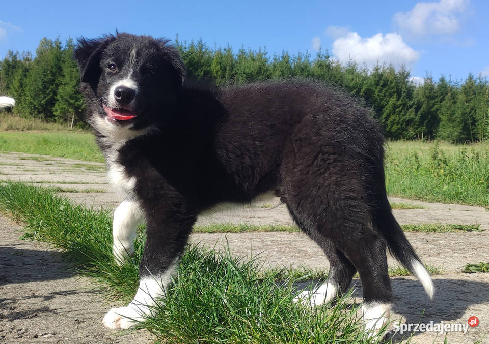 BORDER COLLIE czystej krwi z Hodowli Rasowy z Iwonicz