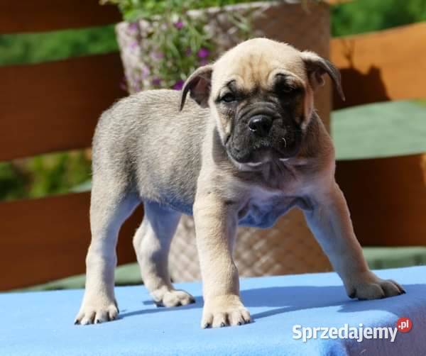 Ca de bou Dog z Majorki świętokrzyskie Słupia