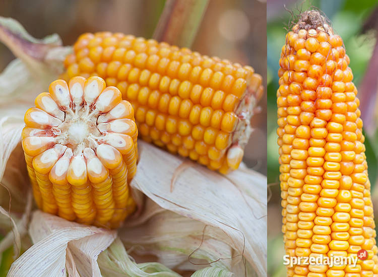 Materiał siewny kukurydza SM Ułan FAO 270 Koronowo sprzedam