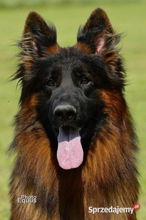 Owczarek Niemiecki Długowłosy szczenięta FCI wielkopolskie Poniec sprzedam