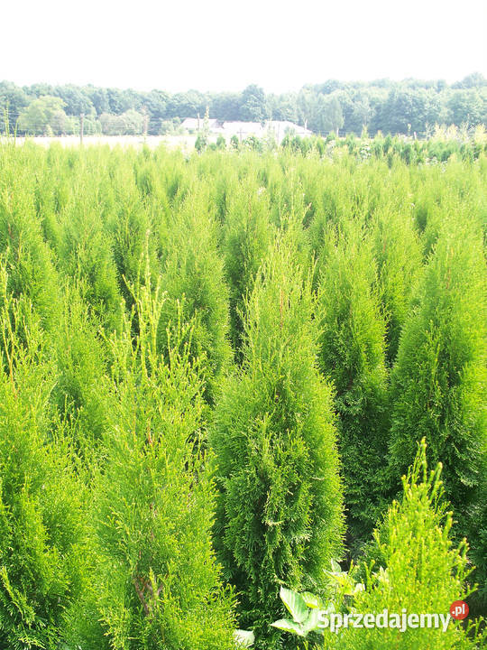 Tuja Thuja Tuje Szmaragd Smaragd 1204130 Rośliny Ogród Wolbrom