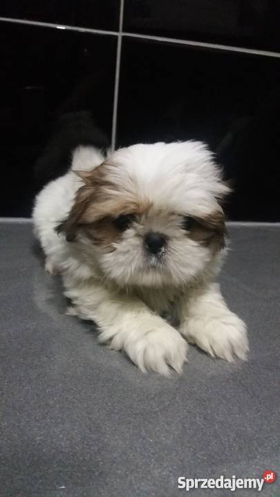 Shihtzu Psy kujawsko-pomorskie Grudziądz