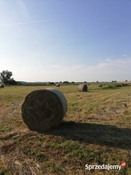 Sprzedam Siano Datyń