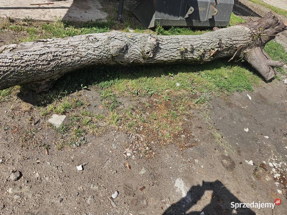 Kłoda orzech włoski Pozostałe Żółkiewka-Osada