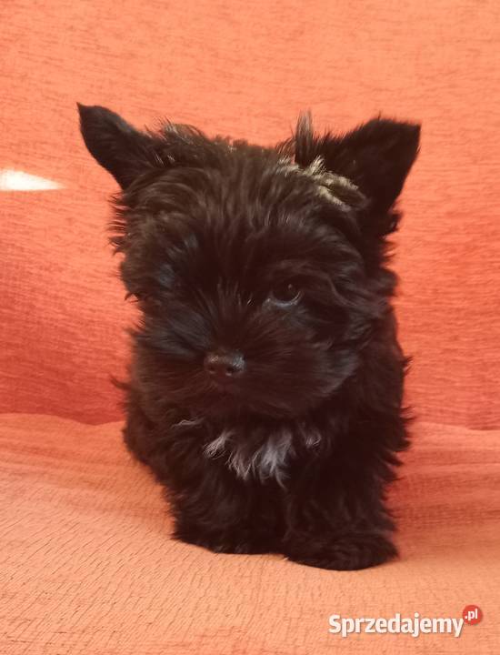 Yorki Yorkshire Terrier piesek chłopak czarny z York Częstochowa