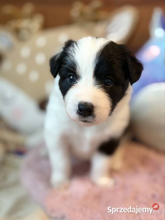 Szczenięta Border Collie FCI przebadanych Monkinie