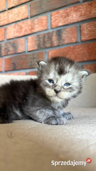 Maine Coon Oreo Maine Coon Szembruk sprzedam