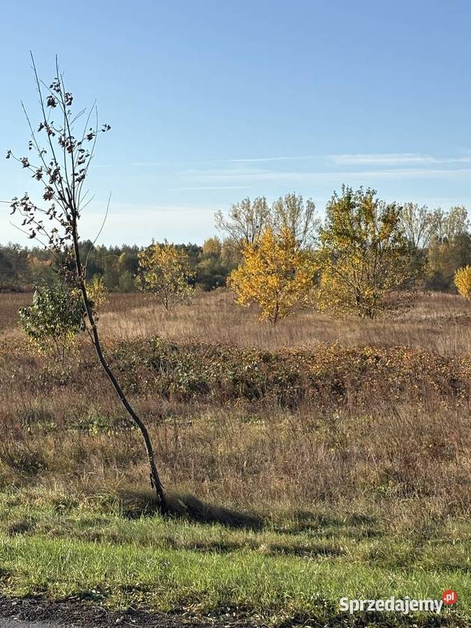 Syndyk sprzeda Sworzyce