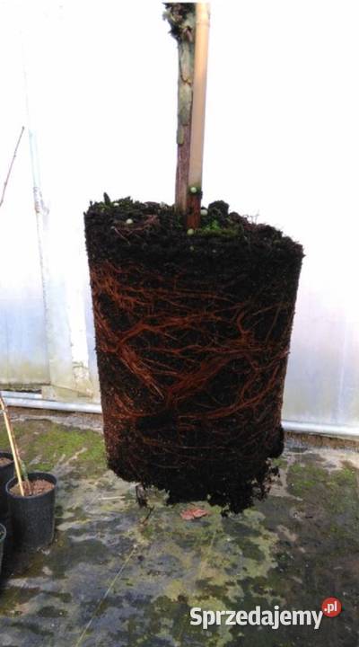 Winogrona sadzonki jasny duży winogron Alieksa Łazy Brzyńskie