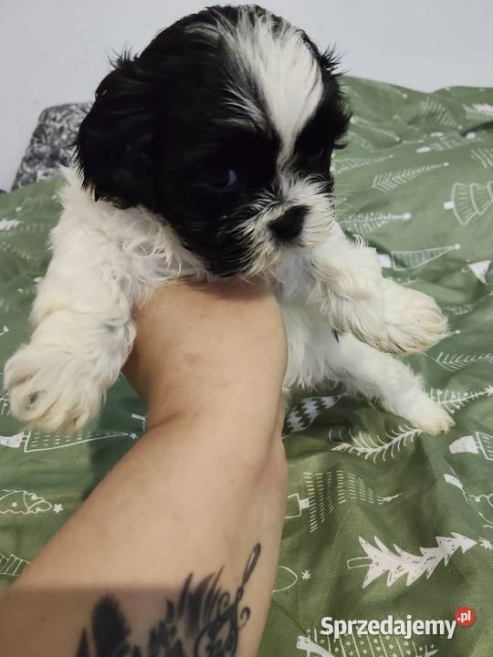 Sprzedam młode pieski rasy shihtzu Wieruszów