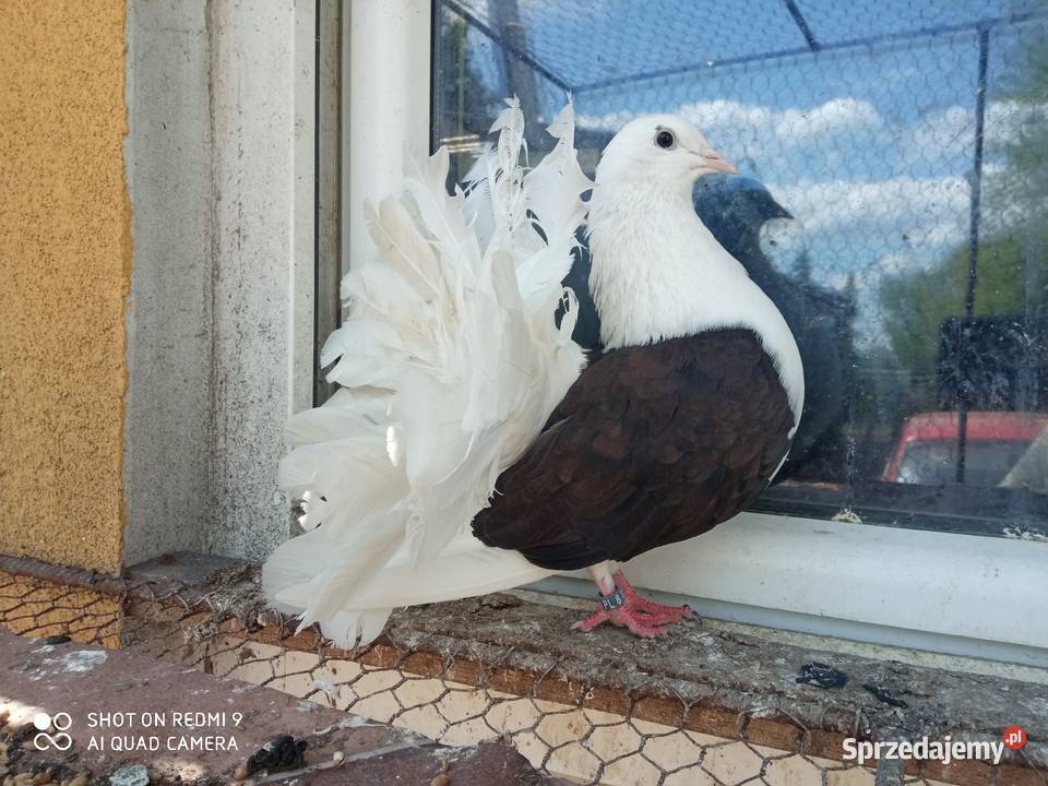 gołębie pawiki boki całe czarne wiśniowe siwe Zamość