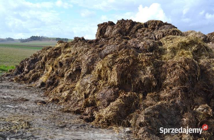 Obronik bydlęcy świętokrzyskie Sandomierz