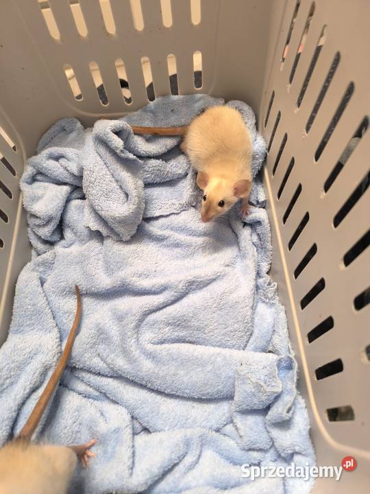 Szczury Dumbo Syjamskie Rasowe