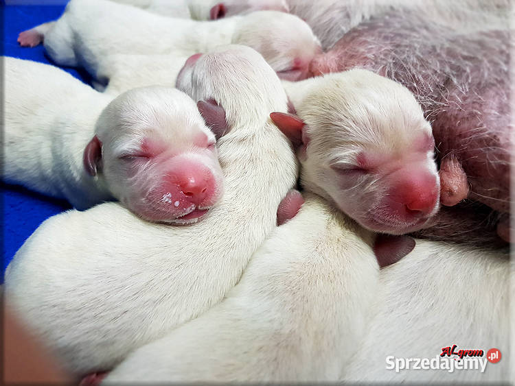 Labrador żółtebiszkoptowe szczenięta ZKWP FCI Chynów