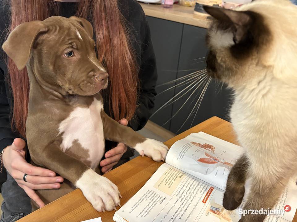 American bully xl abkc suczka szczeniak wielkopolskie
