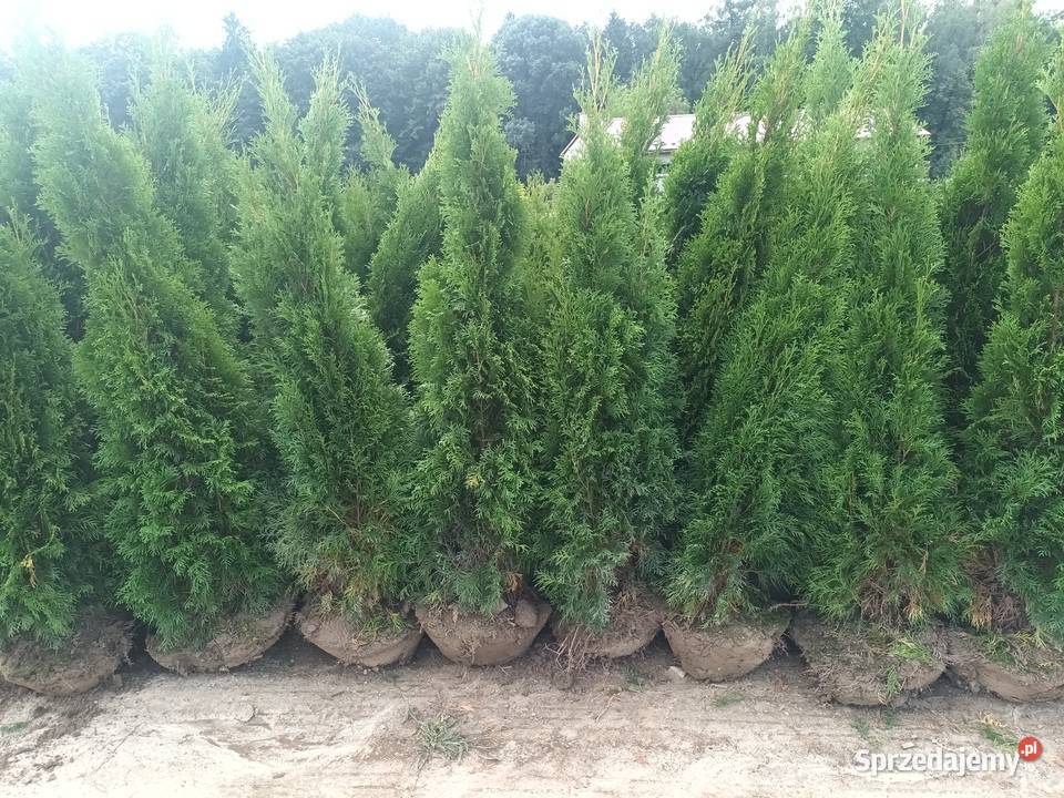 Tuja szmaragd 150170 30 sztuka dowozimy sadzimy