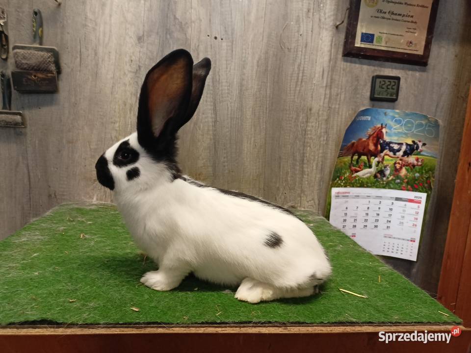 Olbrzym srokacz czarny Króliki Leżajsk