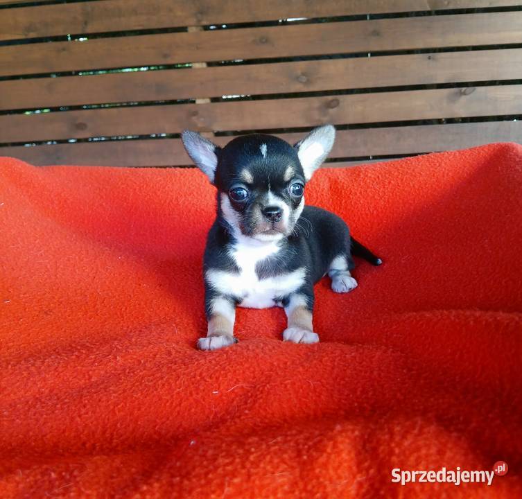 Piękne suczki chihuahua Płock