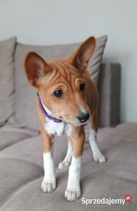 Szczenię Basenji Radom sprzedam