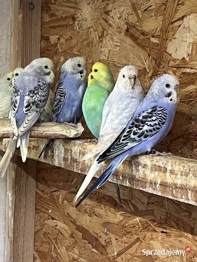 Papugi faliste tęczowe Sośnicowice sprzedam