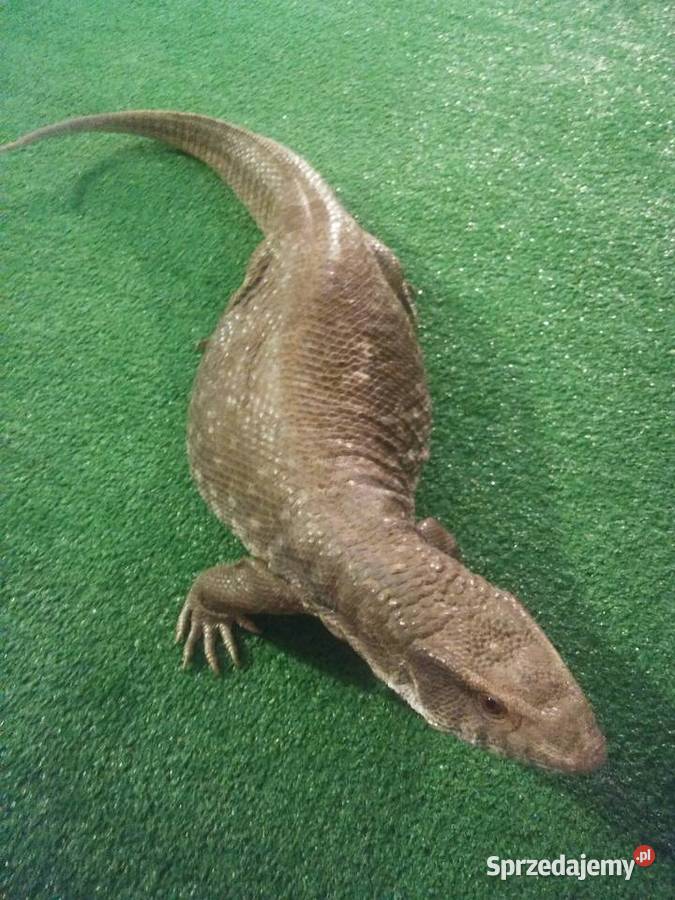 Waran stepowy kujawsko-pomorskie sprzedam