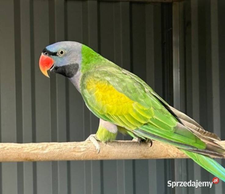 Aleksandretta Chińska para śląskie Bystra