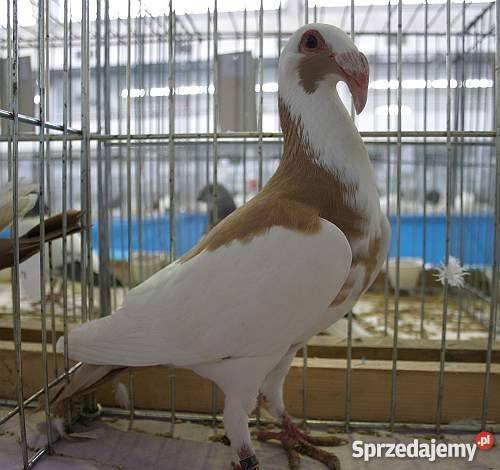 Hodowla Bagdeta Norymberska WSCHÓD Płośnica