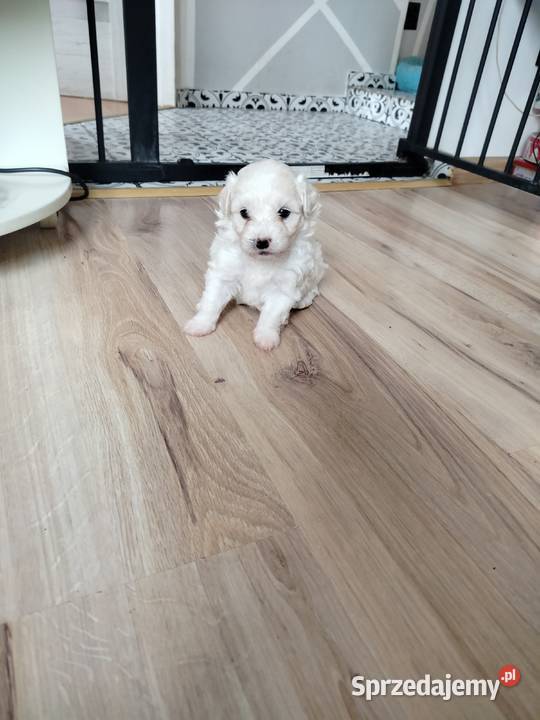 Maltipoo F1 xs Chojnice sprzedam