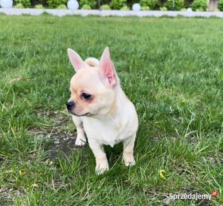CHIHUAHUA PIĘKNA KREMOWA SUNIA Warszawa