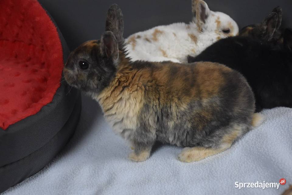 Karzełek rex Miniaturka Mini królik miniaturka Lipno