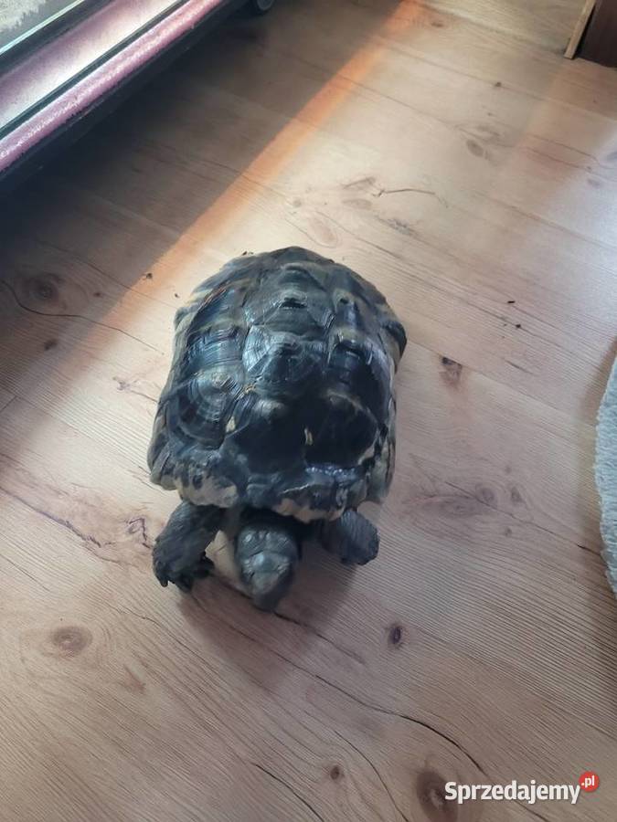 Żółw Obrzeżony Objezierze