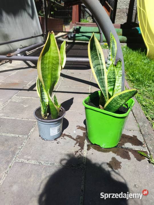 Sanseveria Języki teściowej śląskie Mysłowice