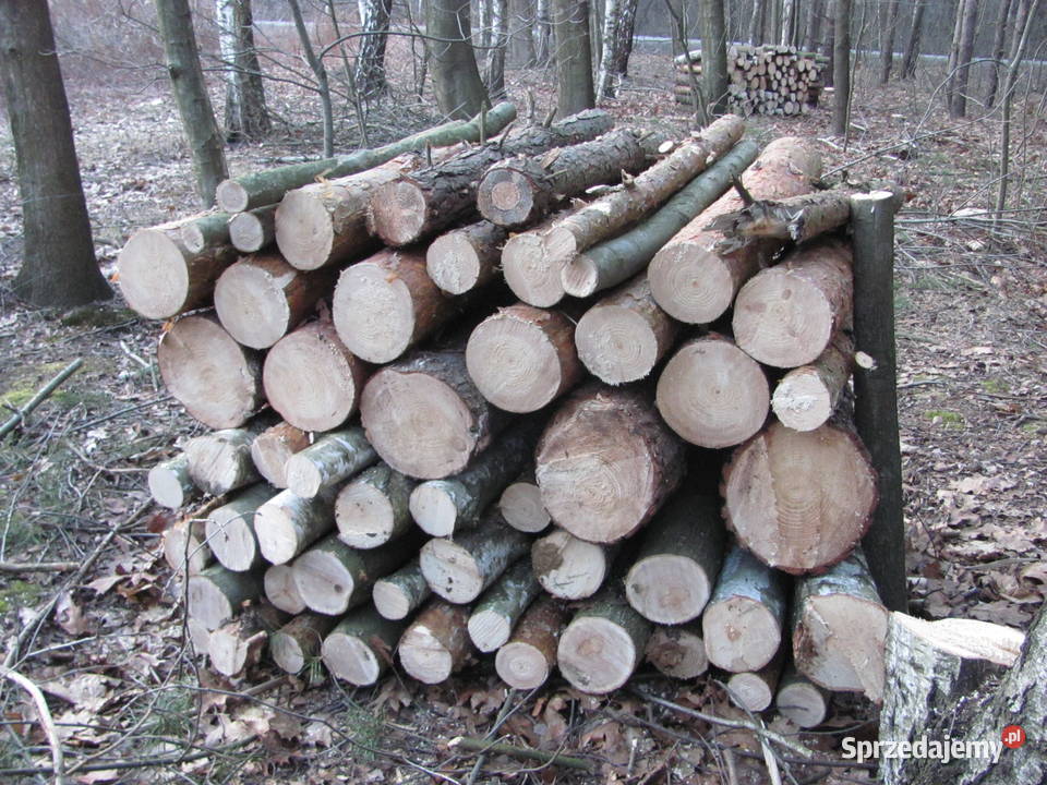 metry gałęzie Ostrów