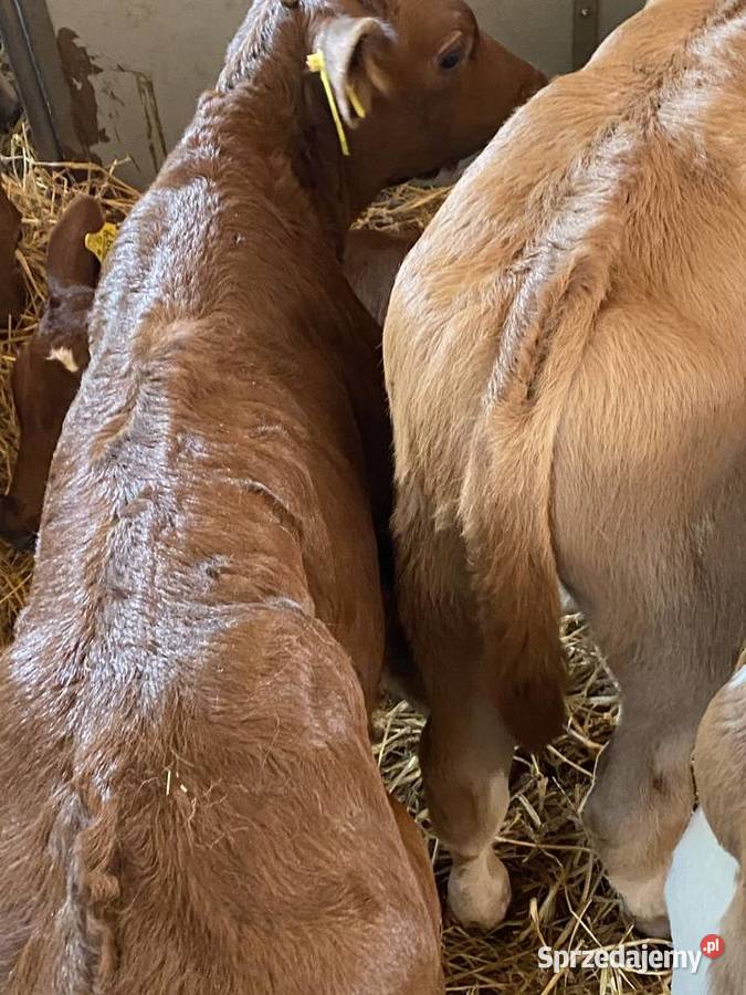 Byczki I jaloszki ras mięsnych 784 634 662 podlaskie