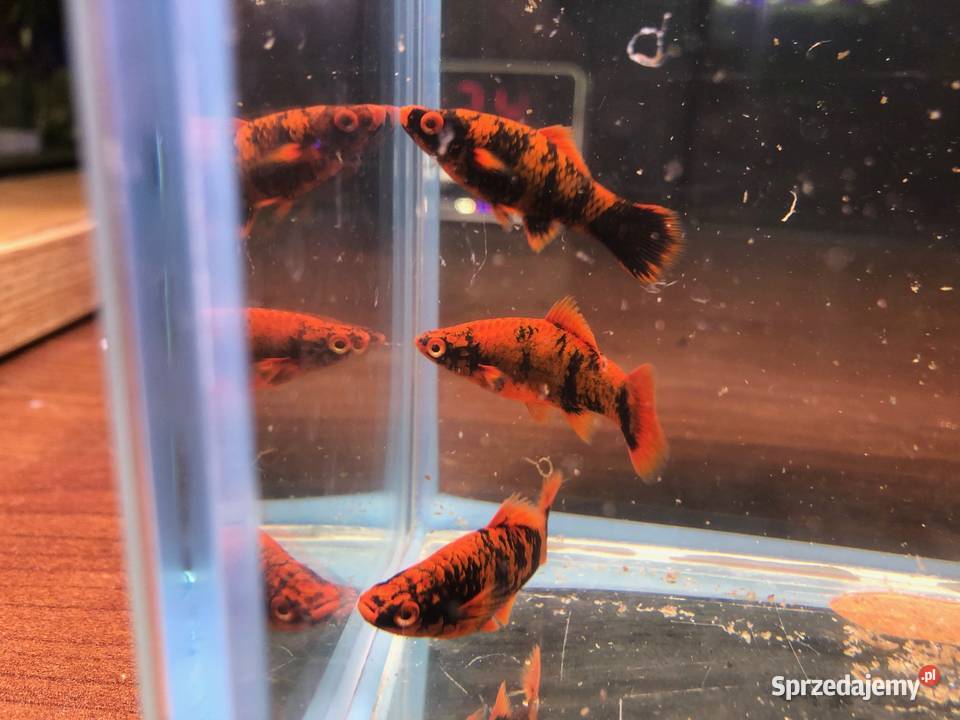 Marble mieczyki ładne Justynów