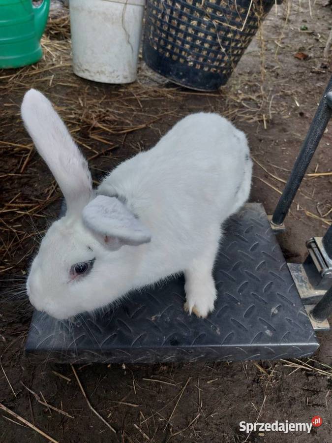 Króliki młode duże małopolskie Rzeplin