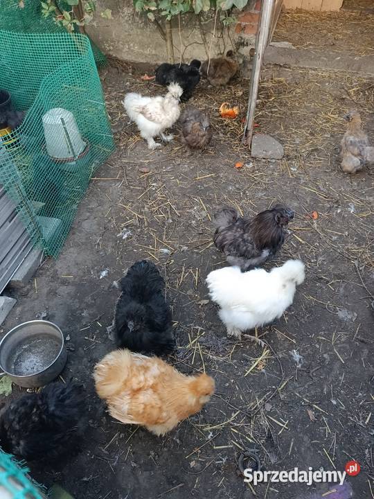 Silka jedwabista jaja lęgowe Papowo Biskupie