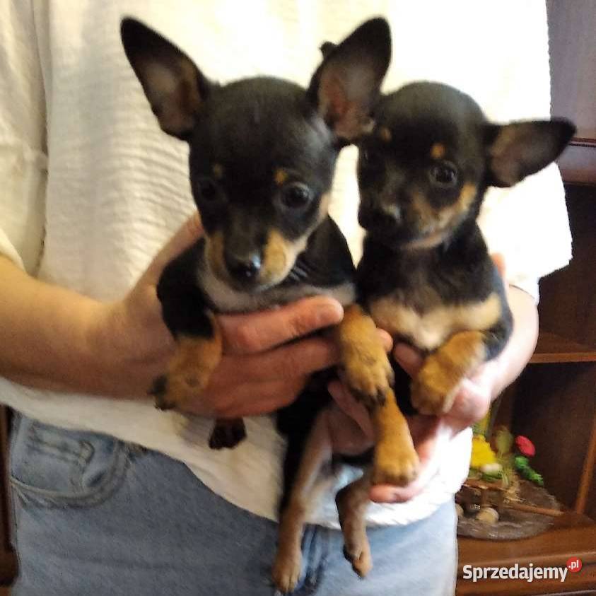 Pieski Pinczer miniaturowy szczeniaki Klimontów