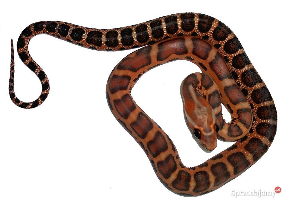 Wąż zbożowy SCALELESS węże zbożowe bezłuskie Warszawa