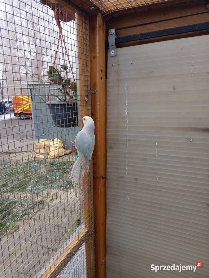 Aleksandretty samice 2024 wielkopolskie Środa Wielkopolska