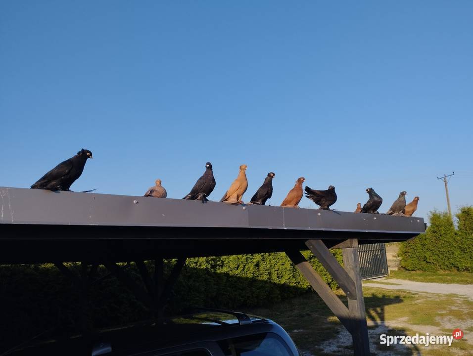 Wywrotka wschodniopruska opolskie Namysłów