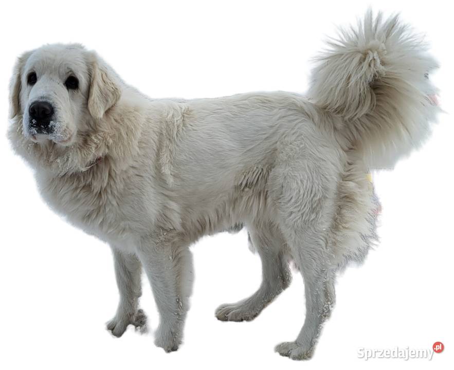 Owczarek Podhalański Pyzokluski Iłża