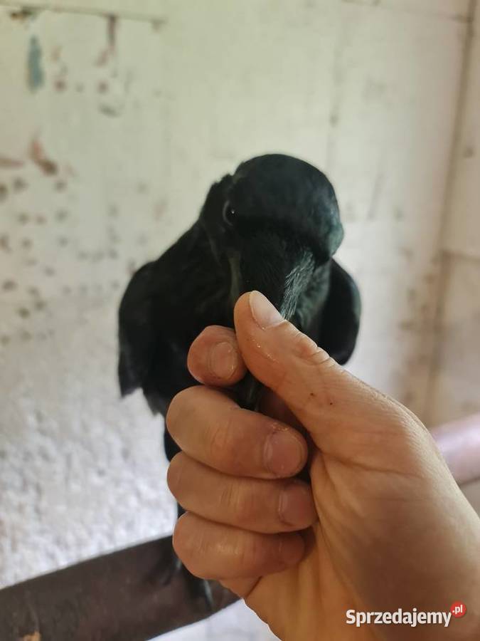 Kruk oswojony z dokumentami DNA młody samiec Wałbrzych