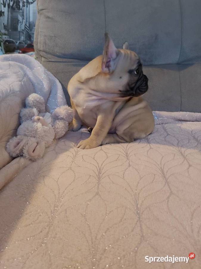 Buldog francuski opolskie Namysłów