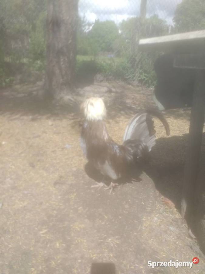 Koguty czubatki lubelskie Sosnowica