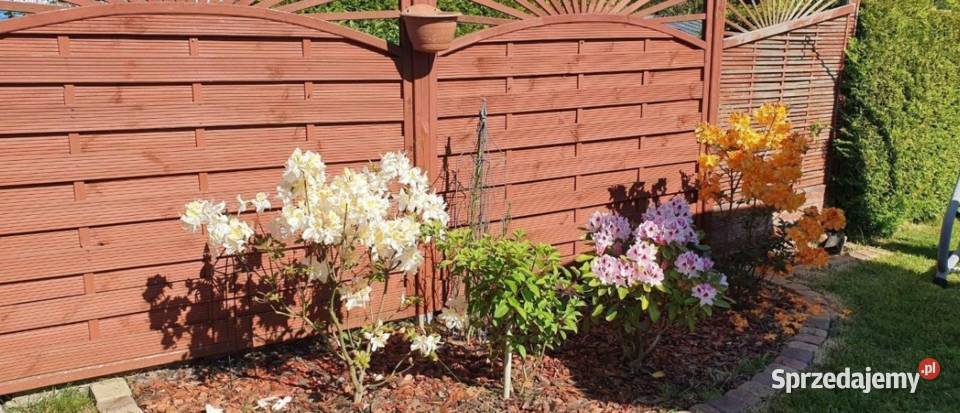 Działka ROD SUCHARSKIEGO Wejherowo 429m2 DOMEK