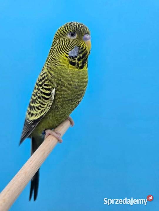 papużka falista blackface łatwo się oswaja może sprzedam