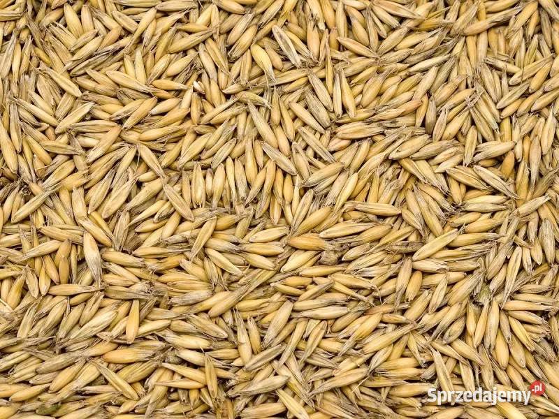 Owies paszowy przeczyszczony Tarnów sprzedam